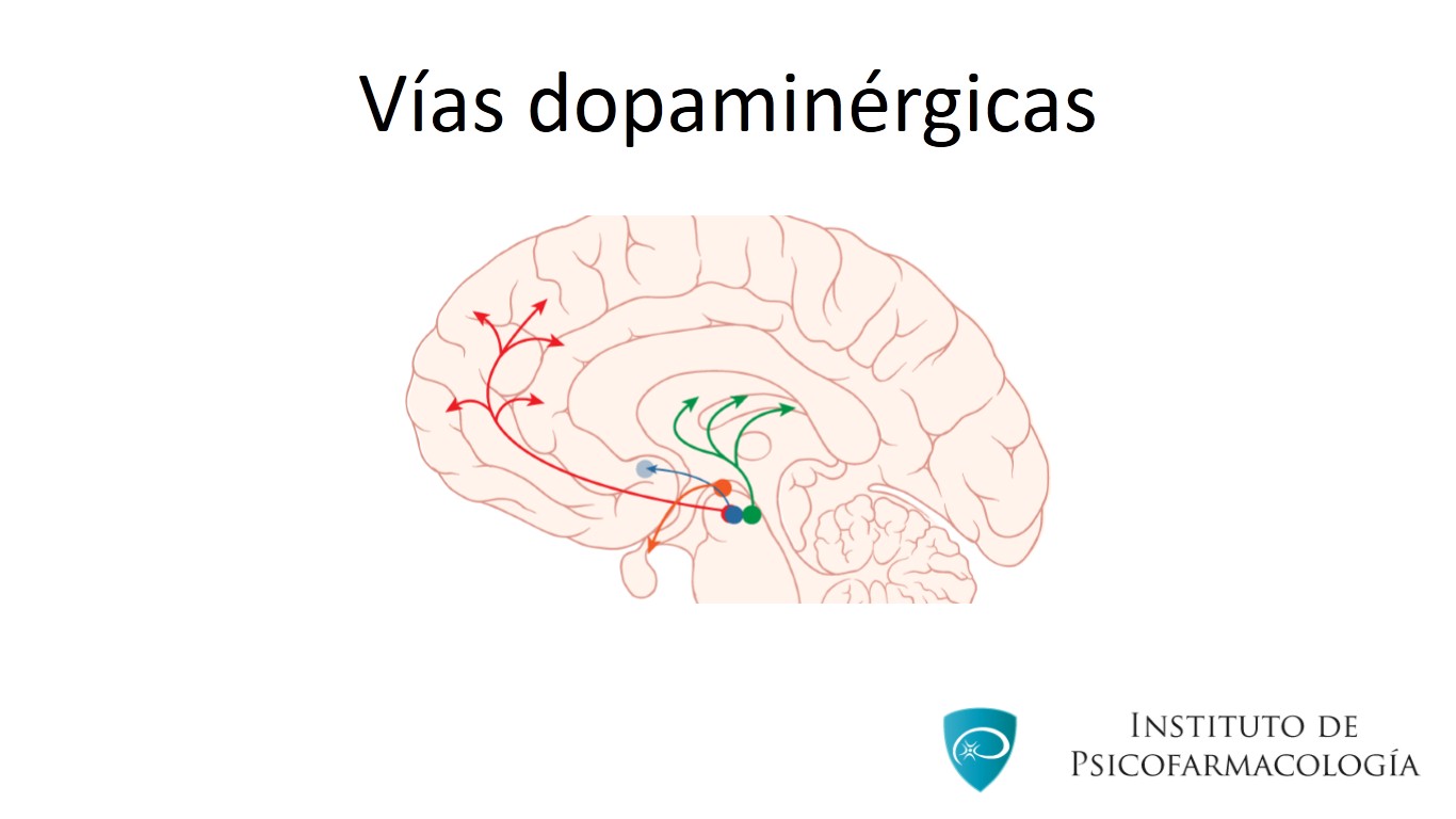 Vías dopaminérgicas y antipsicóticos - Instituto de Psicofarmacología